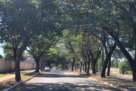 Consulta pública sobre Plano de Arborização Urbana acontece nesta sexta-feira