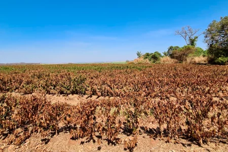 Seca e calor extremo vão afetar safra de café 2025/26