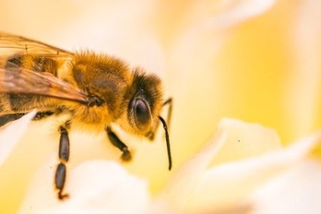 Saúde alerta para aumento de ataques de abelhas em MS