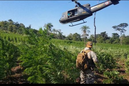 Operação conjunta destrói 162 toneladas de maconha na região de fronteira