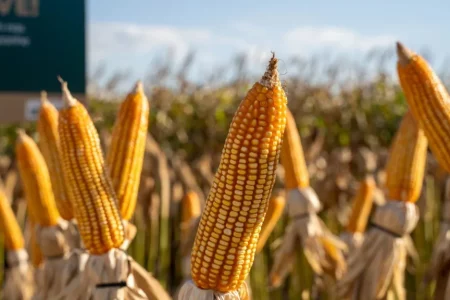 Milho: Tarifas e clima movimentam o mercado, mas consumo interno limita preços