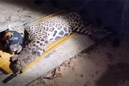 ASSISTA: Polícia Militar Ambiental captura onça que matou caseiro no Pantanal