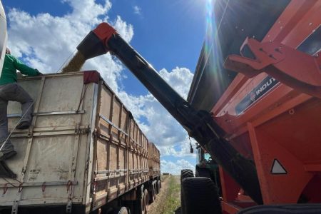 Colheita da safra de soja 2024/2025 alcançou 99,1% da área total em MS
