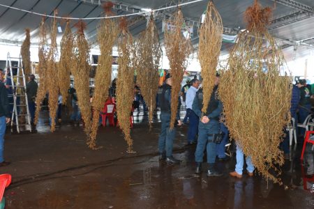 Produtora vence Pé de Soja Solteiro com 11.813 vagens
