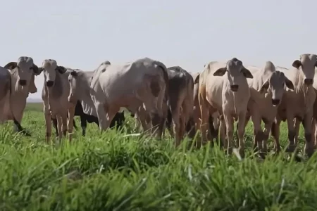 Preço do boi gordo no Mercosul atinge novo recorde em três anos