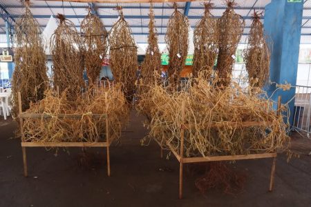 Pé de Soja Solteiro mobiliza produtores em busca do título de maior produtividade