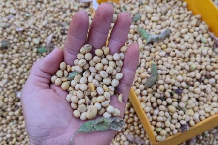 Colheita da safra de soja 2024/2025 é concluída no Mato Grosso do Sul