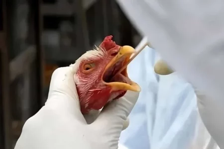 Suspeita de influenza aviária é descartada em municípios de MS