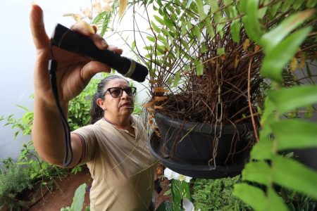 Mato Grosso do Sul registra 4.796 casos confirmados de dengue