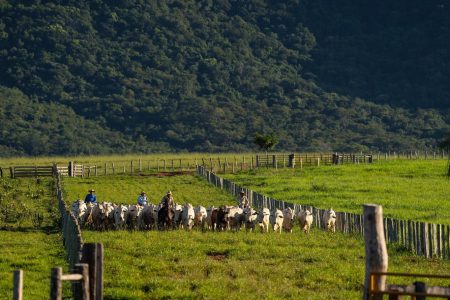 Reconhecimento internacional consolida MS e abre mercados para a carne bovina