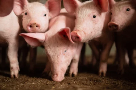 Suínos: preços do animal vivo e da carne voltam a cair
