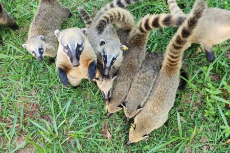 SES e Imasul lançam guia pioneiro sobre convivência com quatis