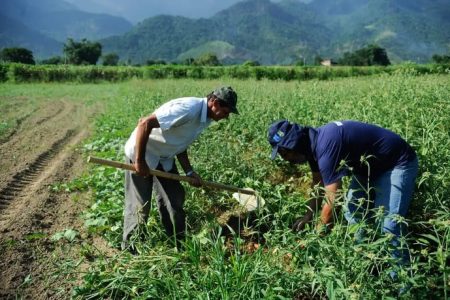 Com quase 8 mil projetos, Banco do Agricultor já liberou R$ 1 bilhão para produtores
