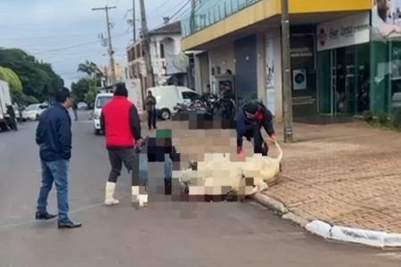 Fuga de bois causa caos no trânsito de Pedro Juan Caballero. Um animal foi abatido no meio da rua