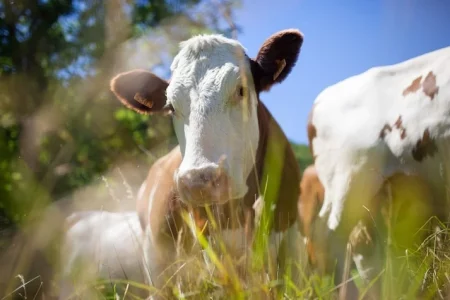 Gripe aviária tem impactado mais o preço do boi que o do frango