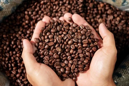Exportações de café avançam em nível recorde e cotações internas do robusta caem