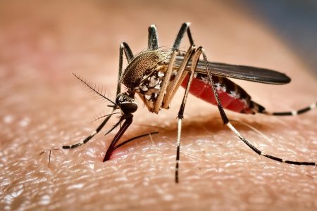 Saúde registra 12,8 mil casos prováveis e 5,1 mil confirmações de Dengue em MS