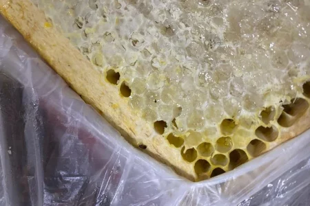 Vigiagro impede a entrada de besouro exótico no Brasil