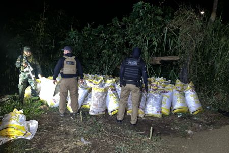SENAD destrói logística de traficantes de maconha em Pedro Juan Caballero