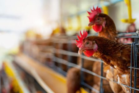 OMSA restringe foco da gripe aviária ao Rio Grande do Sul