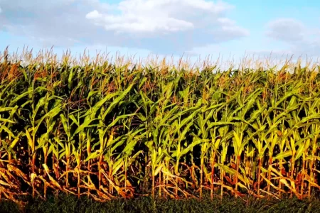 Milho: Com cenário favorável no campo, comprador se mantém afastado