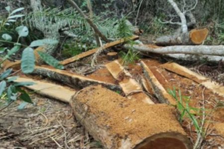 Crime ambiental: MP apura corte ilegal de árvores nativas em Bela Vista para uso em curral