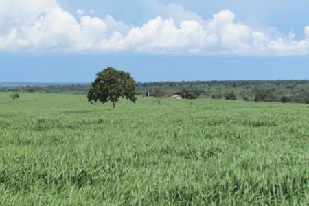 Verdana Agropecuária anuncia investimentos para ampliar integração de lavoura e pecuária