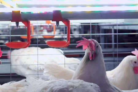 Gripe aviária: 21 países mantêm restrições à carne de aves do Brasil