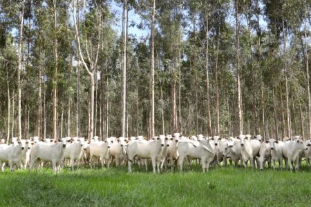 Campanha de vacinação contra brucelose reforça cuidados com saúde em MS
