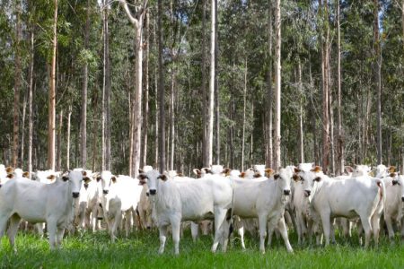 Trânsito de bovinos de MS para todo o território nacional está liberado