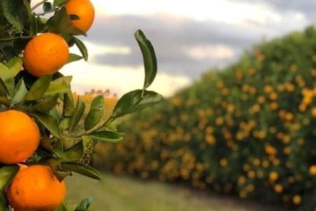 Técnica aumenta produtividade de citros em 1/3 e reduz podridão floral em 30%