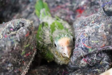 Com chegada do frio, Cras adapta recintos e reforça estrutura para garantir bem-estar dos animais silvestres