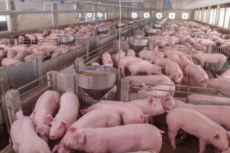 Exportações de carne suína crescem 13,7% em maio