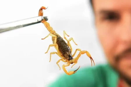 Escorpiões são responsáveis por 3 em cada 4 acidentes com animais peçonhentos em MS
