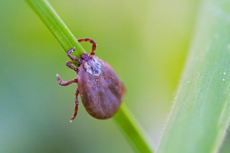 SES formaliza distribuição de remédios no início da sazonalidade da febre maculosa
