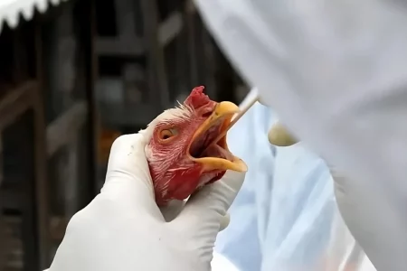 Brasil deve se declarar livre de gripe aviária nesta quarta-feira