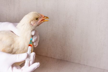 Brasil comunica à OMSA o fim do vazio sanitário e se autodeclara livre da gripe aviária